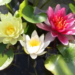 Seerose rosa-gelb-weiß (x3) - Elegante Seerosen, farbenfroh