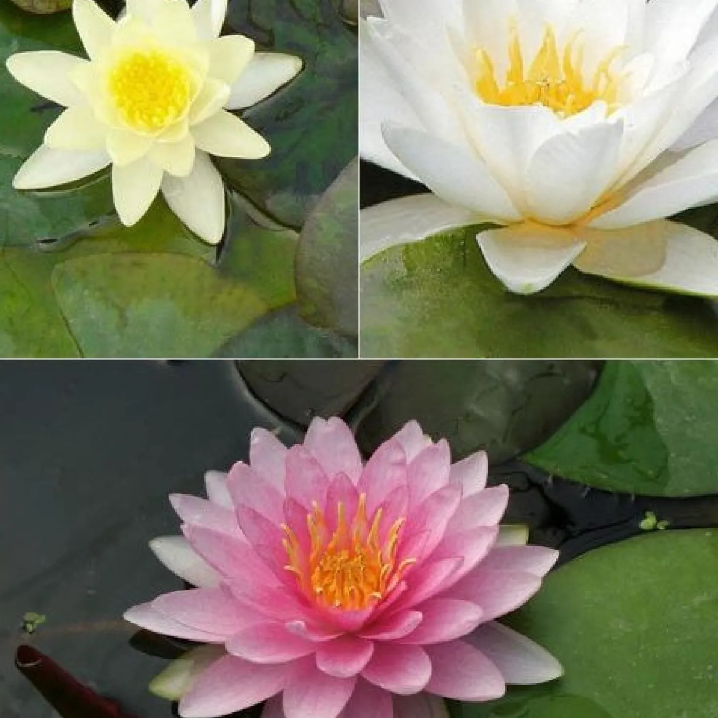 Seerose rosa-gelb-weiß (x3) - Elegante Seerosen, farbenfroh
