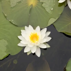 Seerose Tetragona - Mini-Seerose, große Wirkung