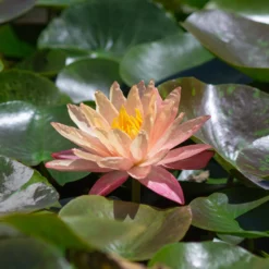 Seerose ‘Wanvisa’ - Teich-Highlight in Farbe