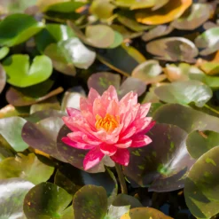 Seerose ‘Wanvisa’ - Teich-Highlight in Farbe