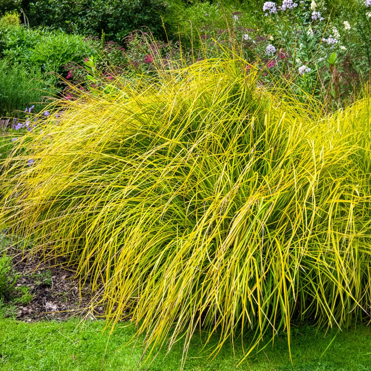 Segge ‘Aurea’ - Goldgelb am Wasserrand