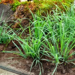 Segge ‘Bunny Blue’ - Blaues Laub das ganze Jahr