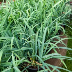 Segge ‘Bunny Blue’ - Blaues Laub das ganze Jahr