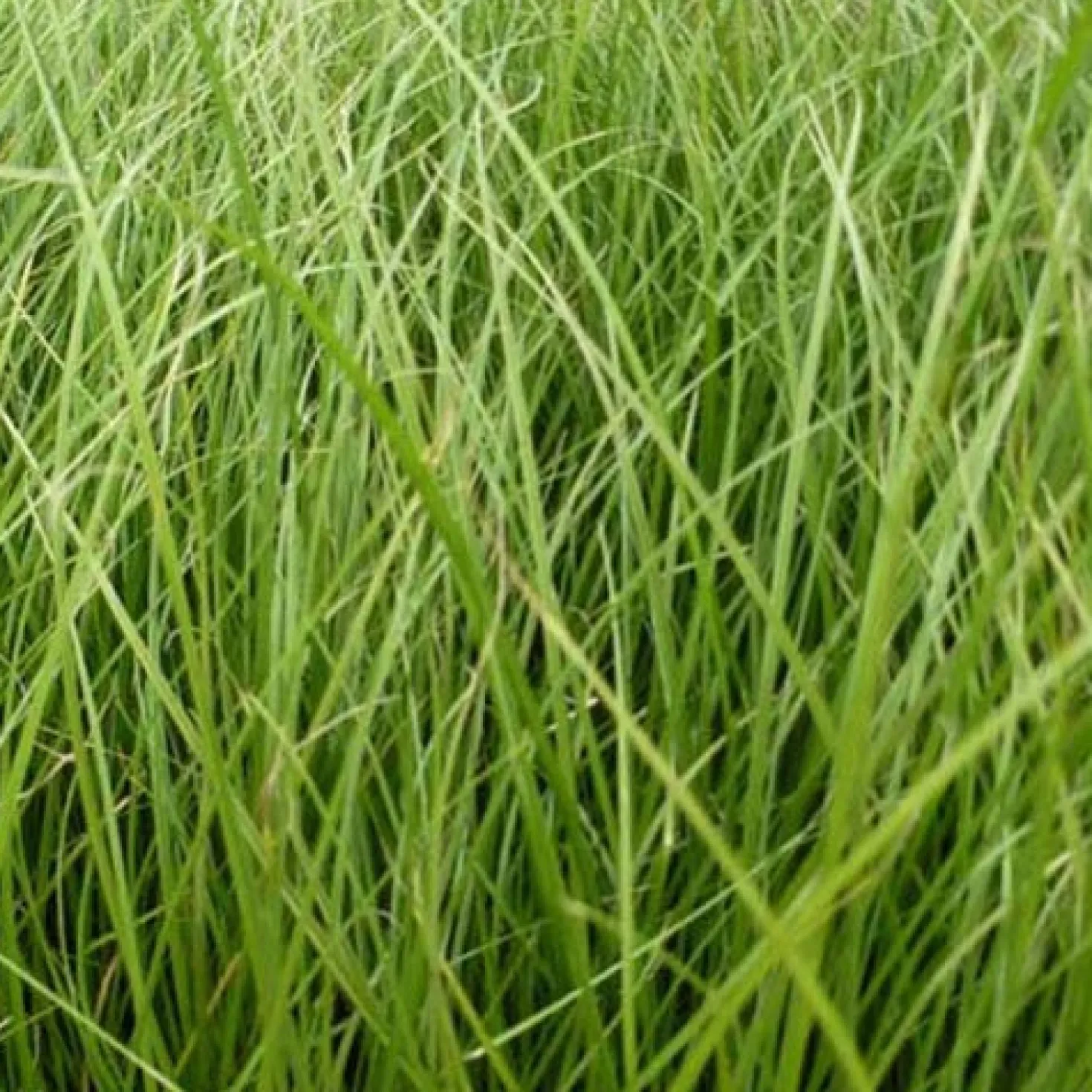 Segge Phoenix Green - Grün das ganze Jahr