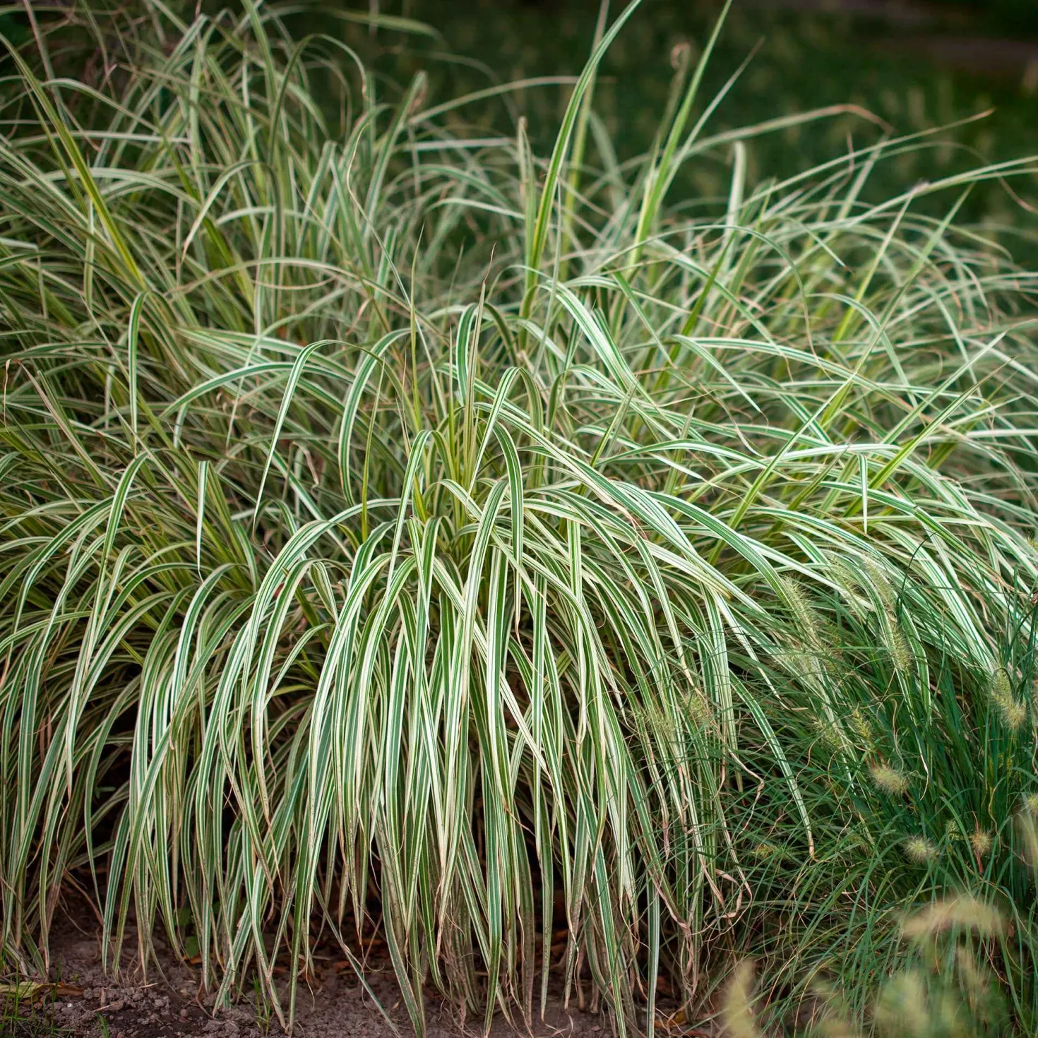 Segge 'Variegata' - Grün-cremes Blattwunder
