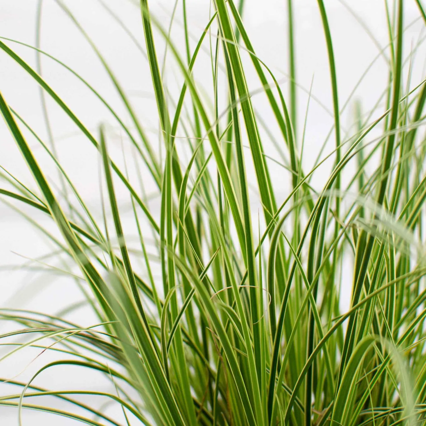 Segge 'Variegata' - Grün-cremes Blattwunder