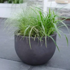 Segge 'Variegata' - Grün-cremes Blattwunder