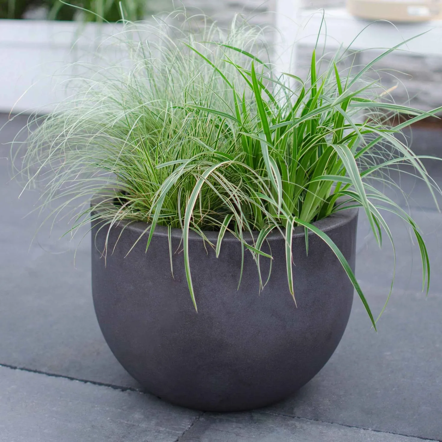 Segge 'Variegata' - Grün-cremes Blattwunder