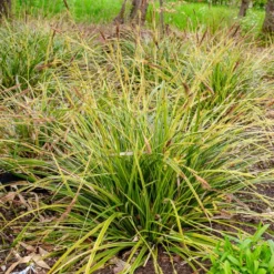 Segge 'Variegata' - Grün-cremes Blattwunder
