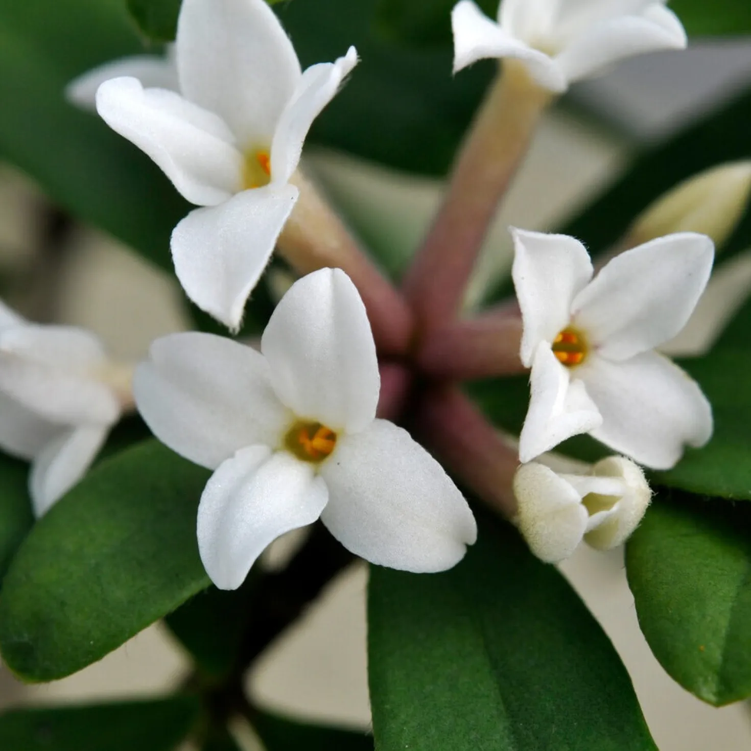 Seidelbast ‘Eternal Fragrance’ - Duftwolke fast das ganze Jahr