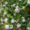 Seidelbast Perfume Princess White - Duft mitten im Winter