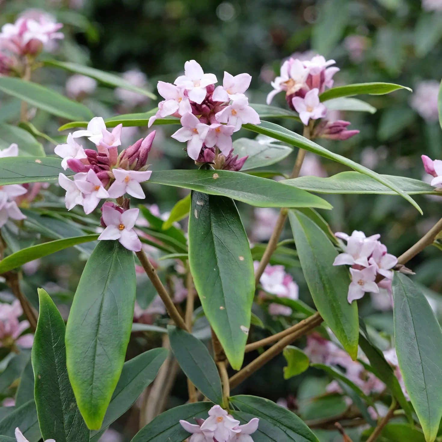 Seidelbast Spring Beauty - Duft mitten im Winter