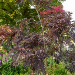 Seidenbaum Summer Chocolate®. - Schokoladenlaub, das begeistert