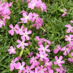 Seifenkraut ‘Max Frei’ - Rosa Blütenteppich im Sommer