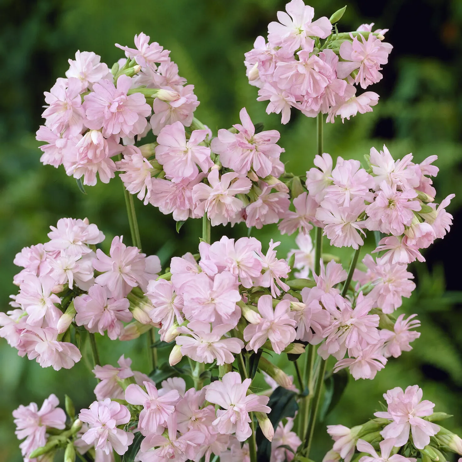 Seifenkraut rosa (gefüllt) - Duftende Blüten den Sommer lang