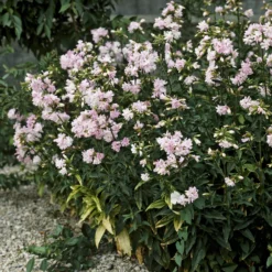 Seifenkraut rosa (gefüllt) - Duftende Blüten den Sommer lang