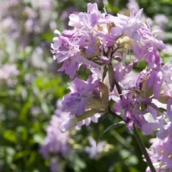 Seifenkraut rosa (gefüllt) - Duftende Blüten den Sommer lang