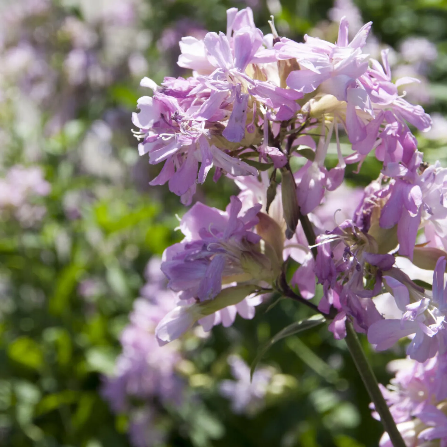 Seifenkraut rosa (gefüllt) - Duftende Blüten den Sommer lang