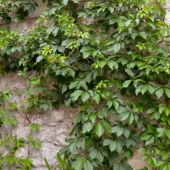 Selbstkletternde Jungfernrebe 'Engelmannii' - Grüne Wand ganz von allein