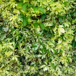 Selbstklimmender Mauerwein MonhamStar shower - Grüne Wand ganz von selbst