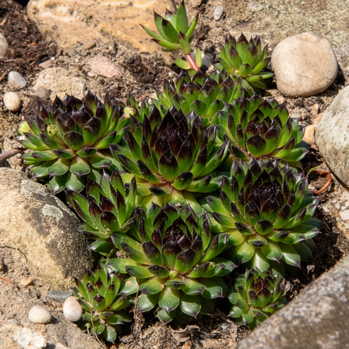Sempervivum Chick Charms ® Appletini - Fettes Grün ohne Mühe