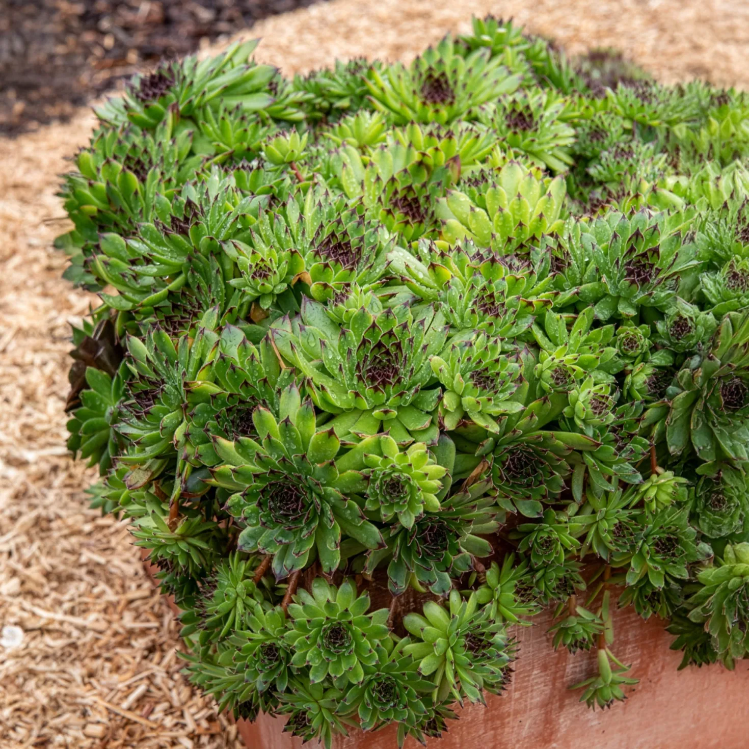 Sempervivum Chick Charms ® Appletini - Fettes Grün ohne Mühe