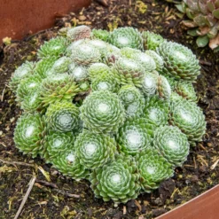 Sempervivum Chick Charms ® Cotton Candy - Rosa Farbwechsel garantiert