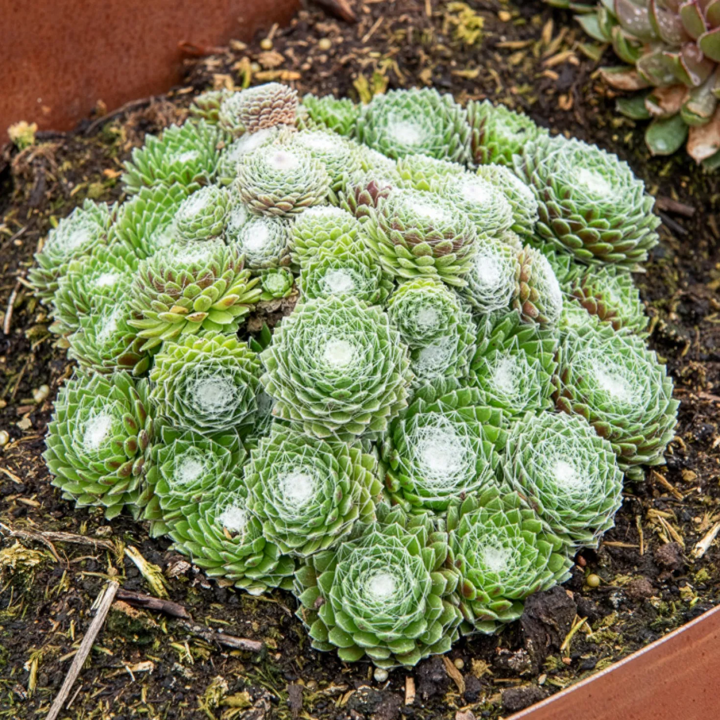 Sempervivum Chick Charms ® Cotton Candy - Rosa Farbwechsel garantiert