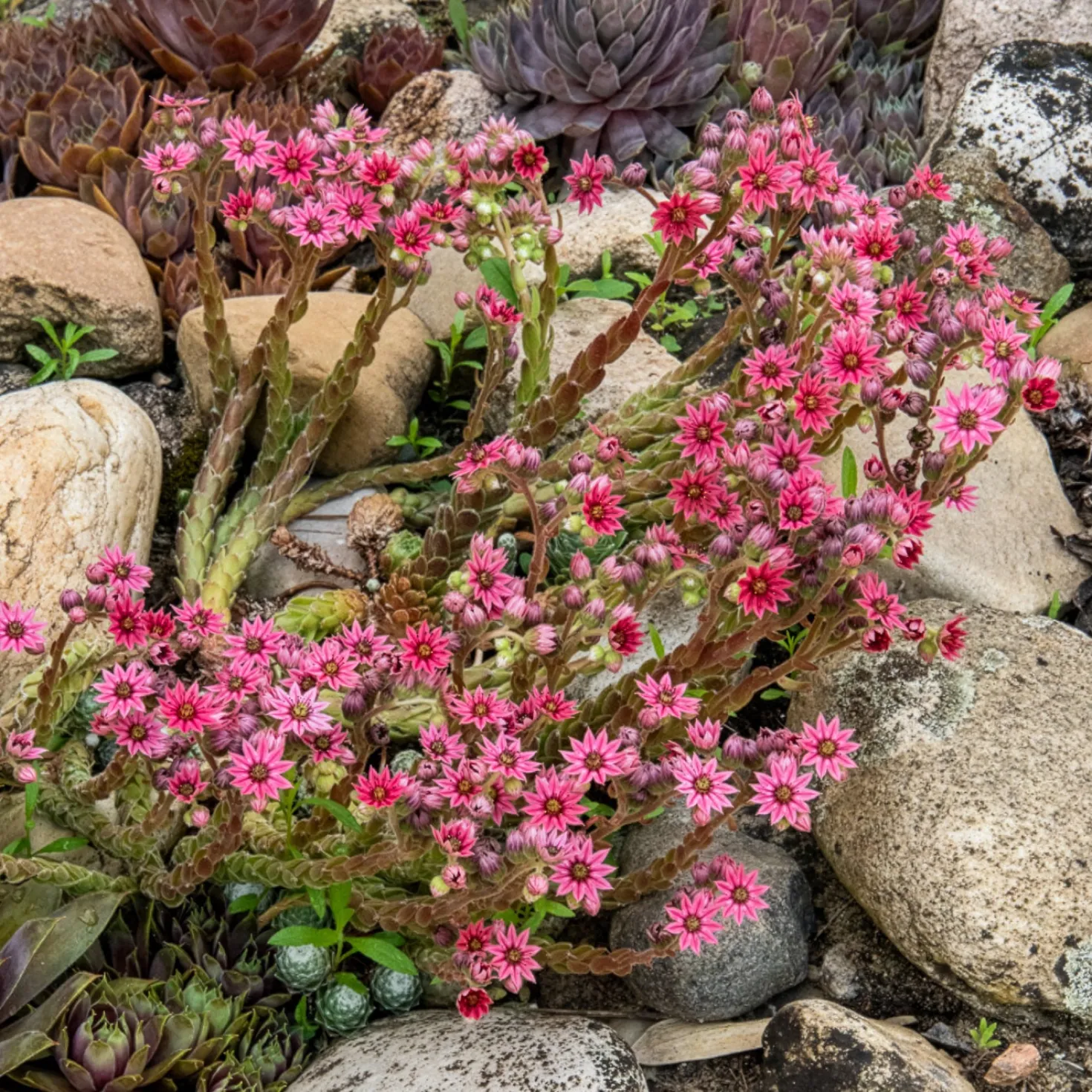 Sempervivum Chick Charms ® Cotton Candy - Rosa Farbwechsel garantiert