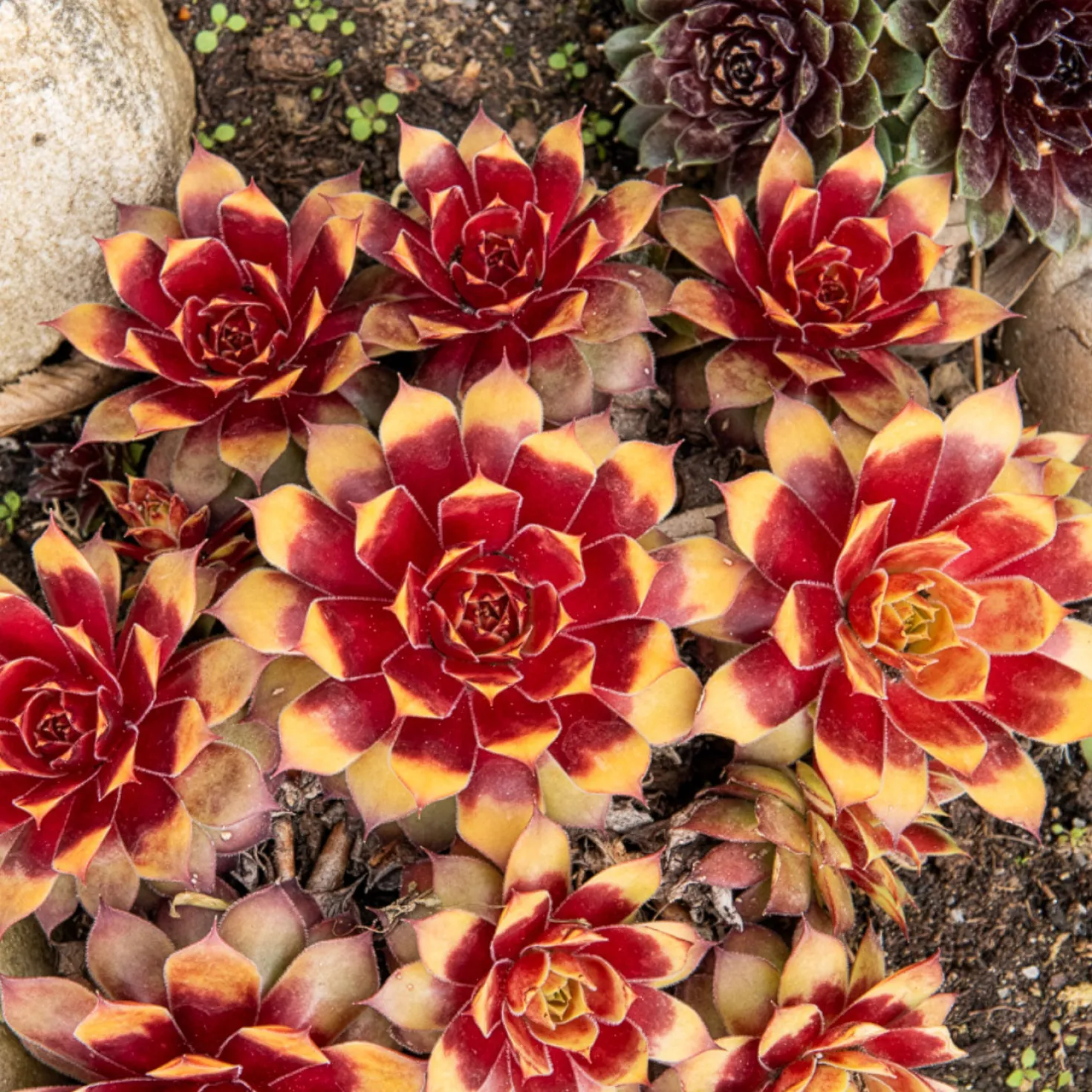 Sempervivum Chick Charms ® Gold Nugget - Goldene Farbe ohne Mühe