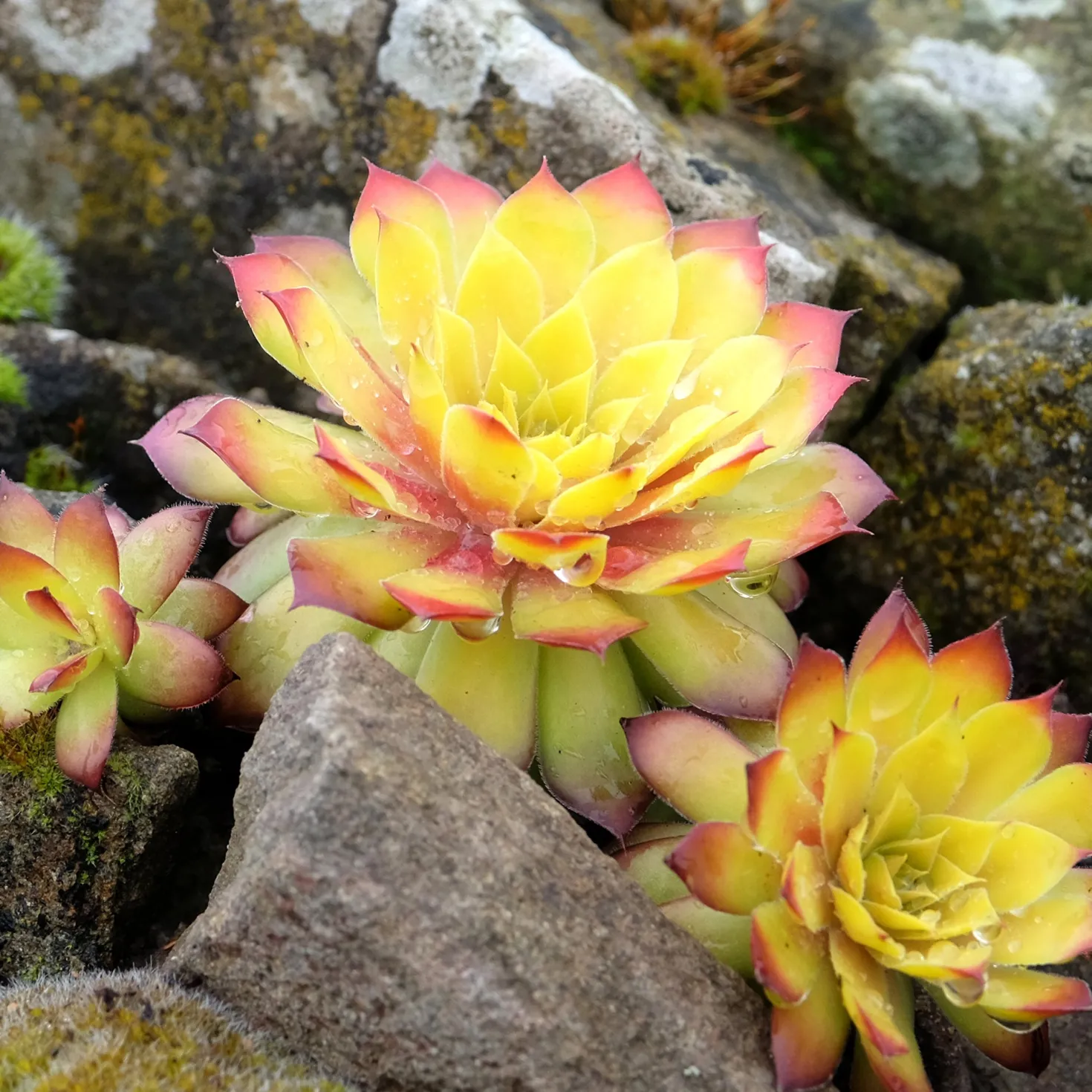 Sempervivum Chick Charms ® Gold Nugget - Goldene Farbe ohne Mühe