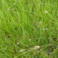 Sesleria Heufleriana - Grün, das immer bleibt