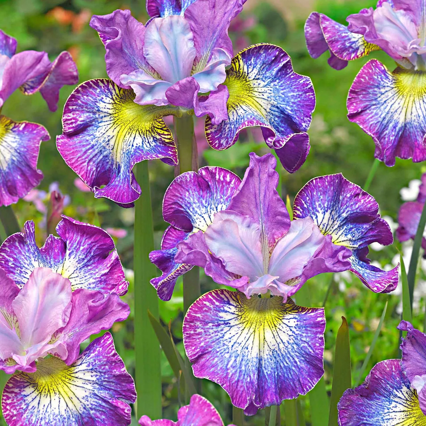Sibirische Iris 'How Audacious' (x3) - Blüten wie kleine Kunstwerke