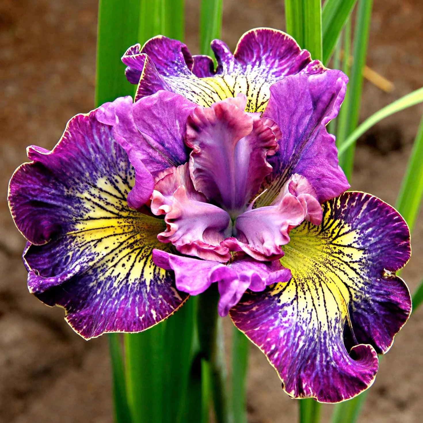 Sibirische Iris 'How Audacious' (x3) - Blüten wie kleine Kunstwerke
