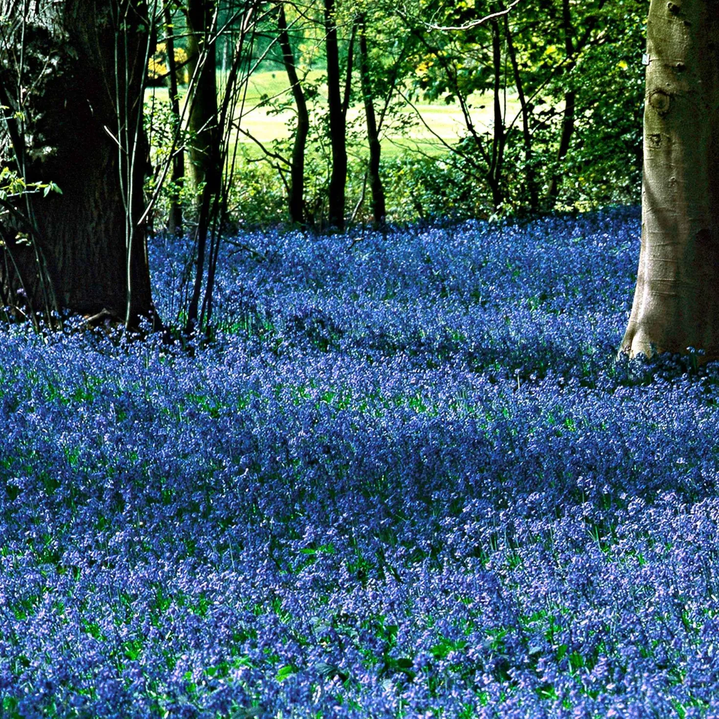 Sibirischer Blaustern - Blaues Blütenmeer im März