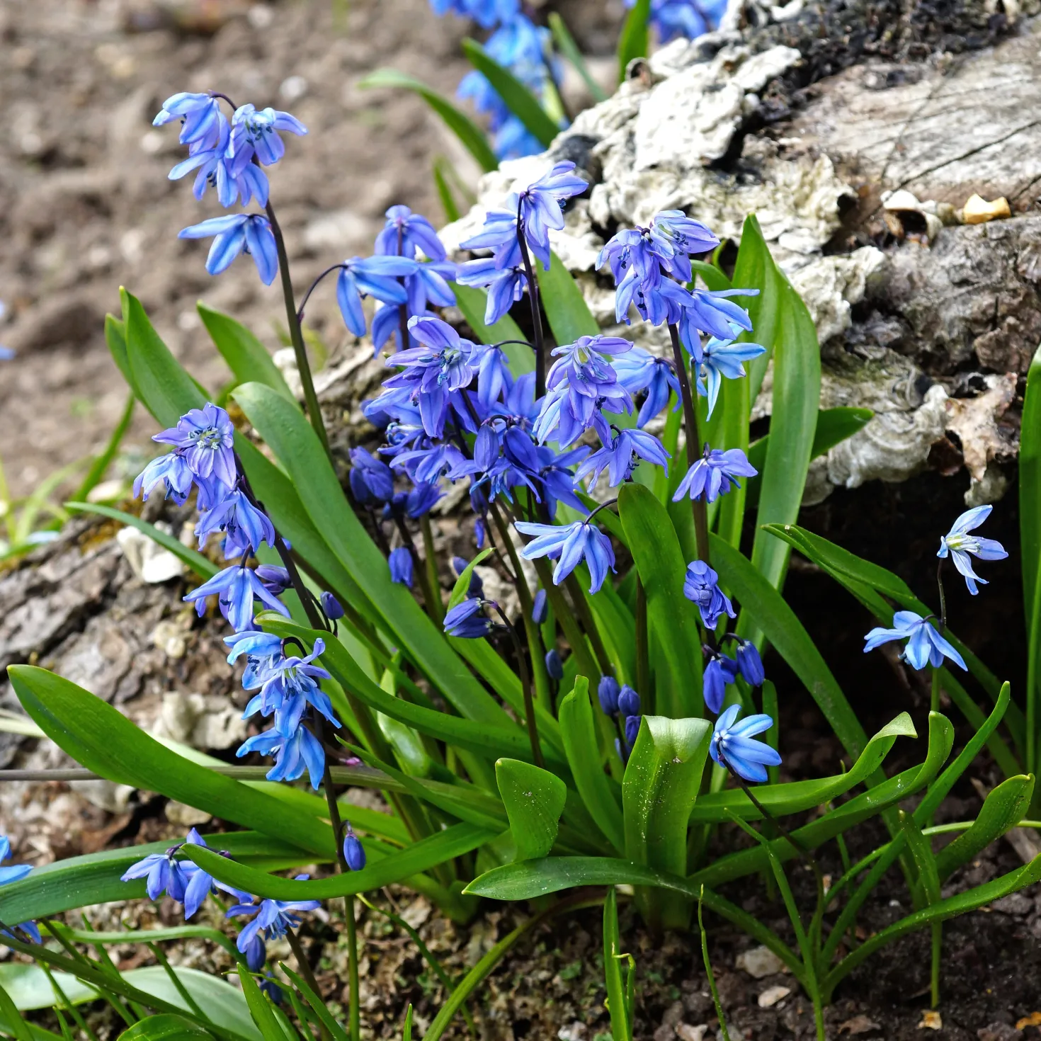 Sibirischer Blaustern - Blaues Blütenmeer im März
