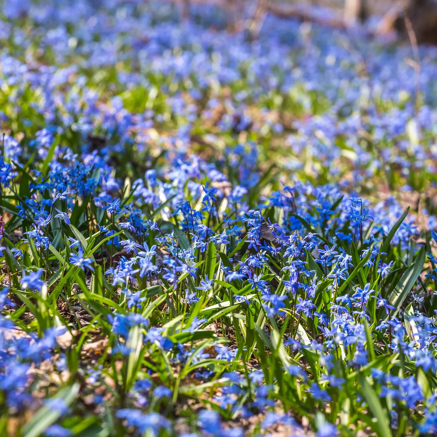 Sibirischer Blaustern - Blaues Blütenmeer im März