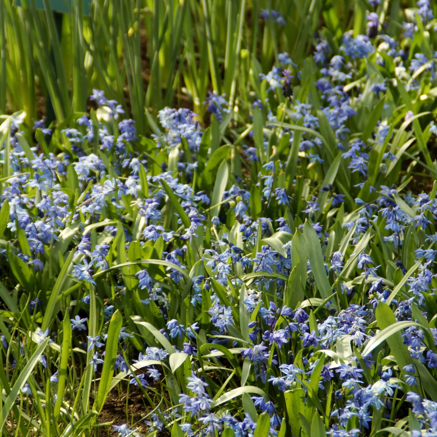 Sibirischer Blaustern - Blaues Blütenmeer im März