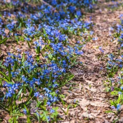 Sibirischer Blaustern - Blaues Blütenmeer im März