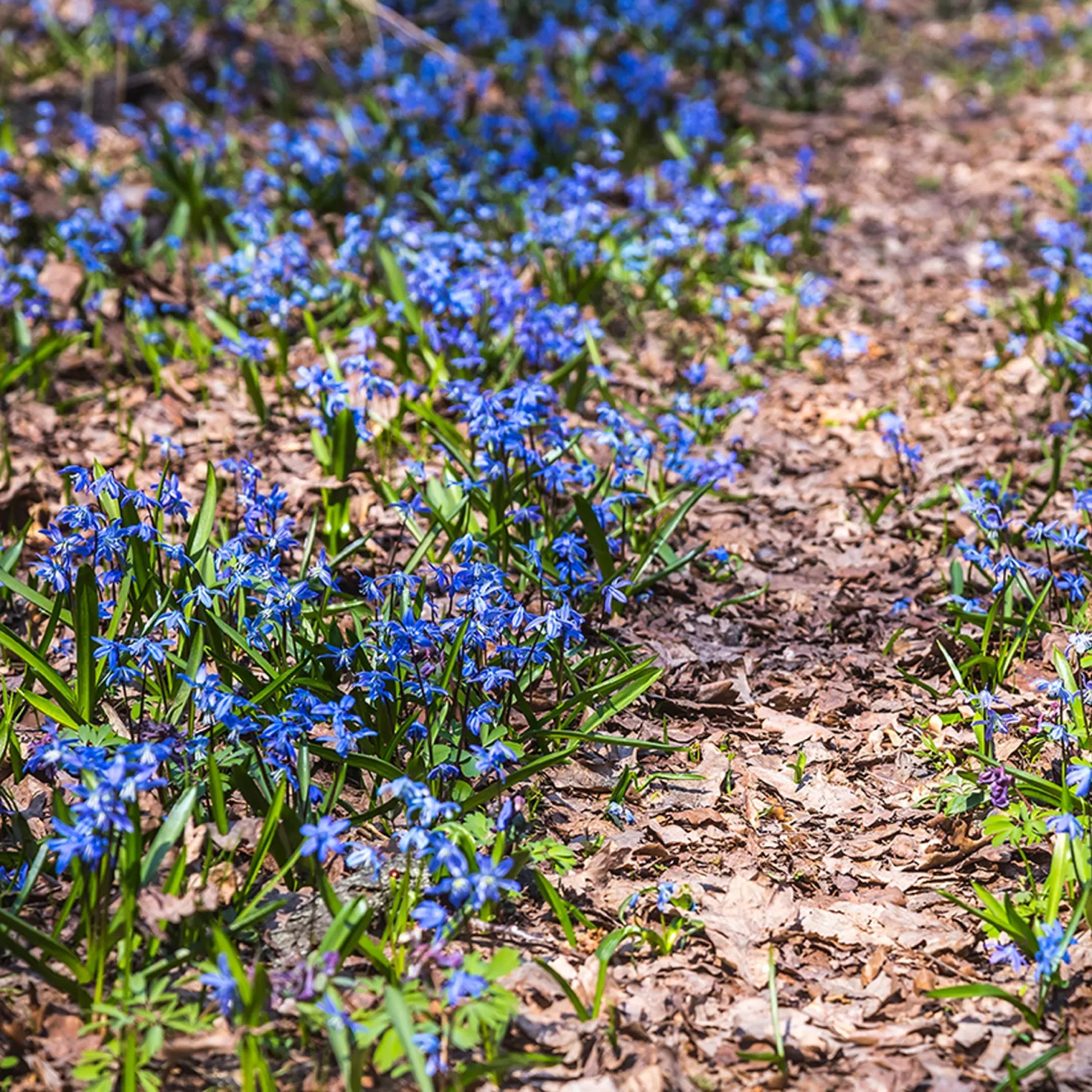 Sibirischer Blaustern - Blaues Blütenmeer im März
