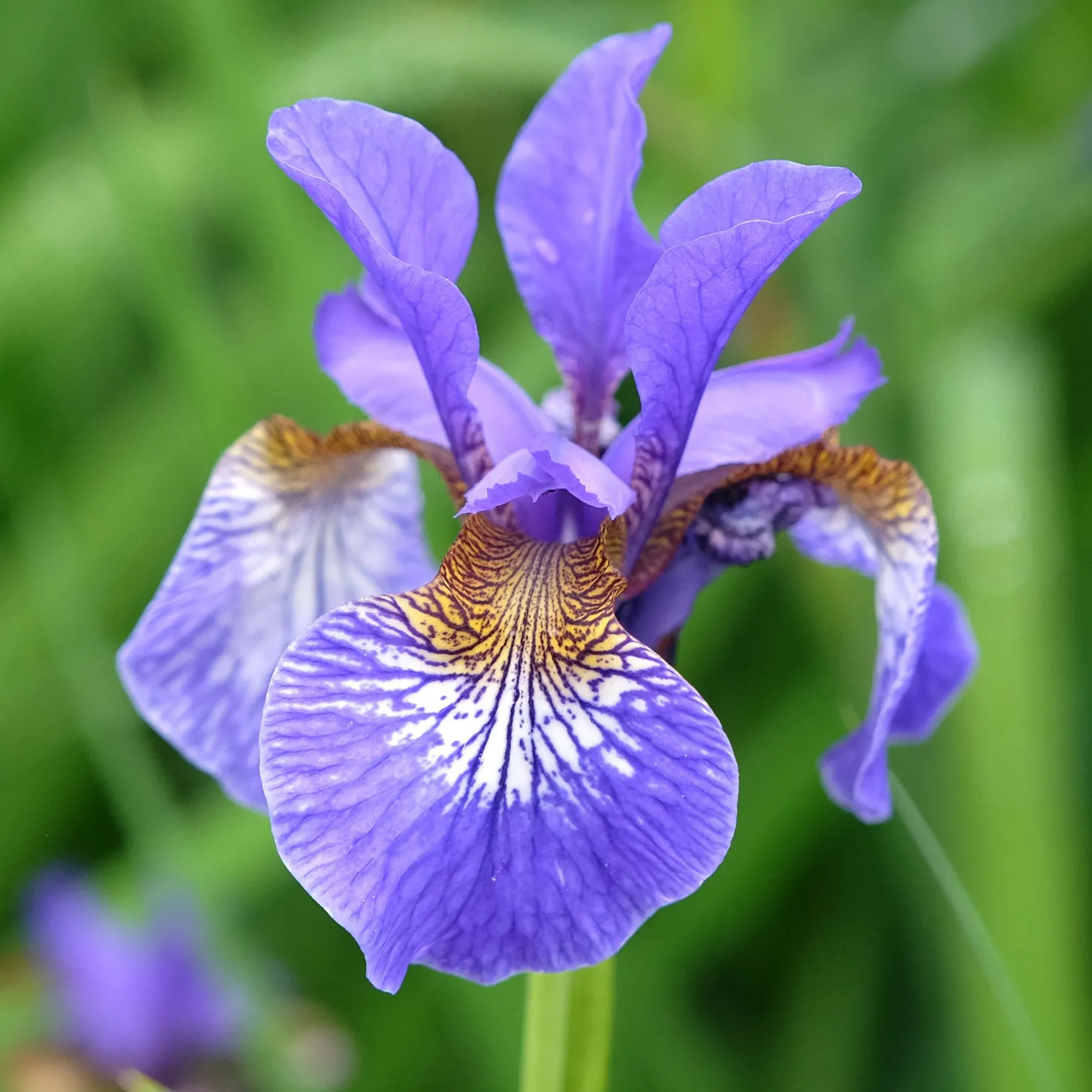 Sibirische Schwertlilie - Blaue Blüten ganz leicht