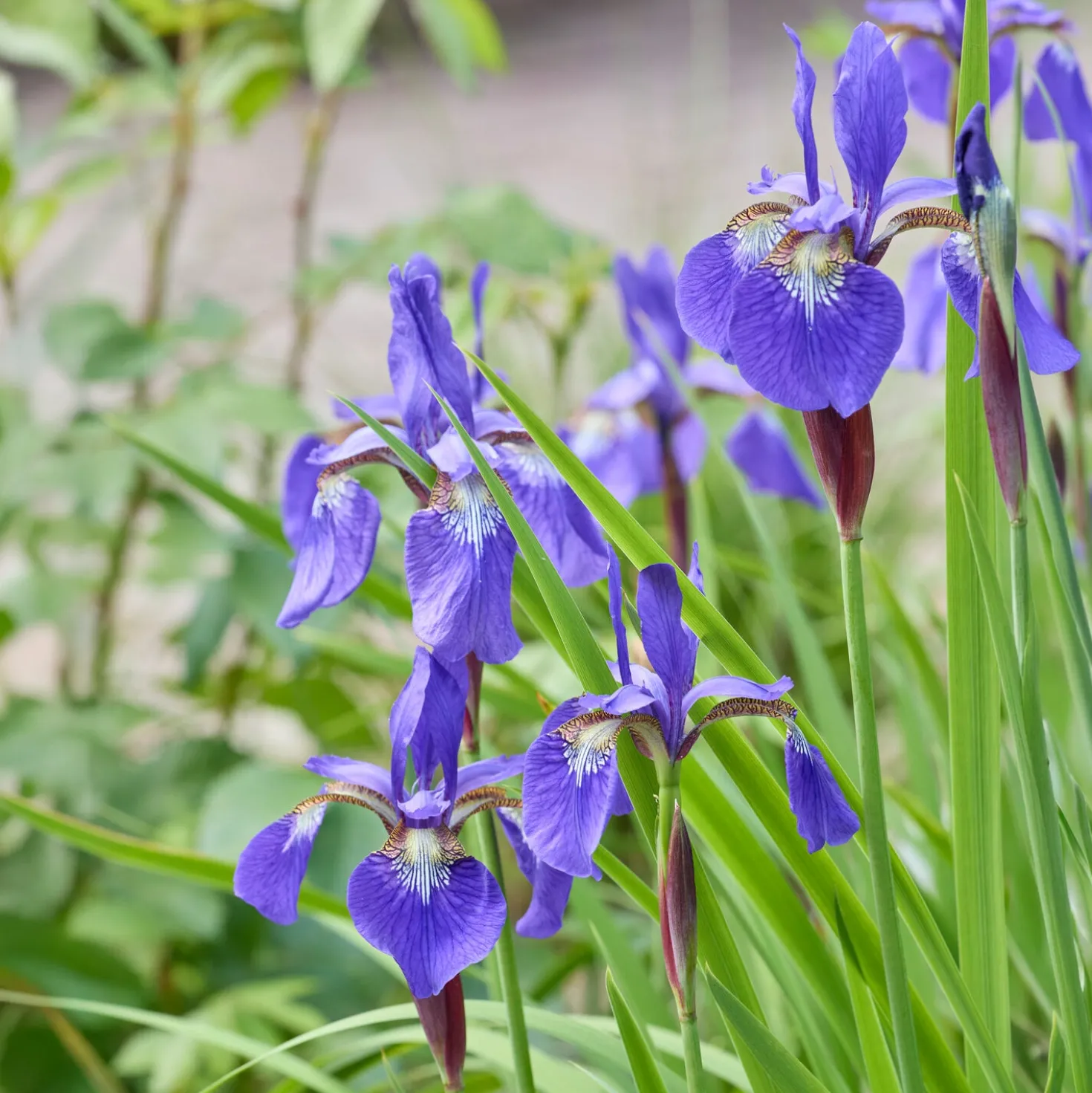 Sibirische Schwertlilie - Blaue Blüten ganz leicht