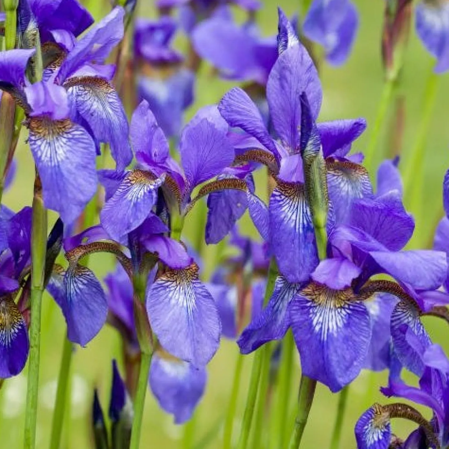 Sibirische Schwertlilie - Blaue Blüten ganz leicht
