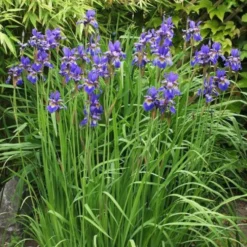 Sibirische Schwertlilie - Blaue Blüten ganz leicht