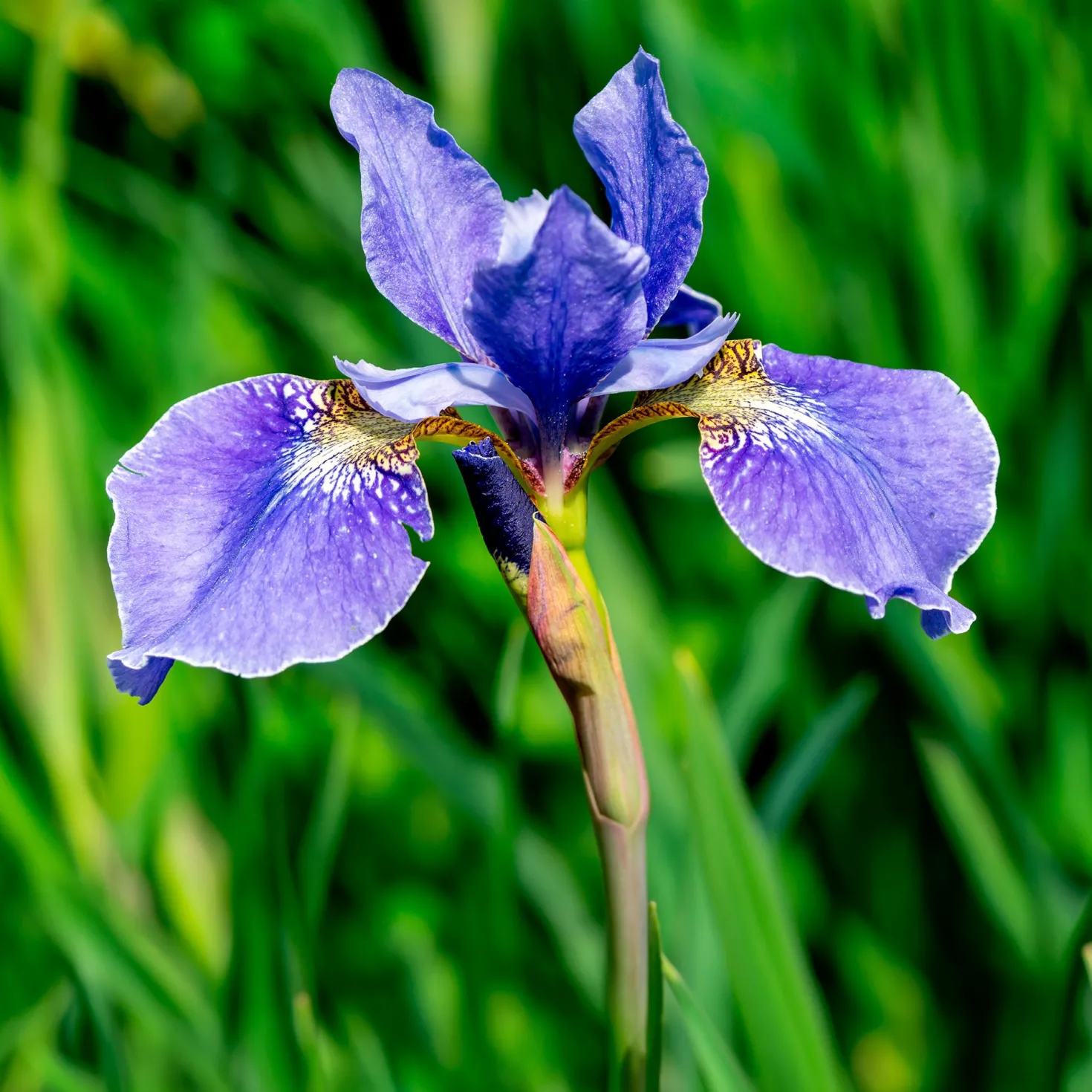 Sibirische Schwertlilie - Blaue Blüten ganz leicht