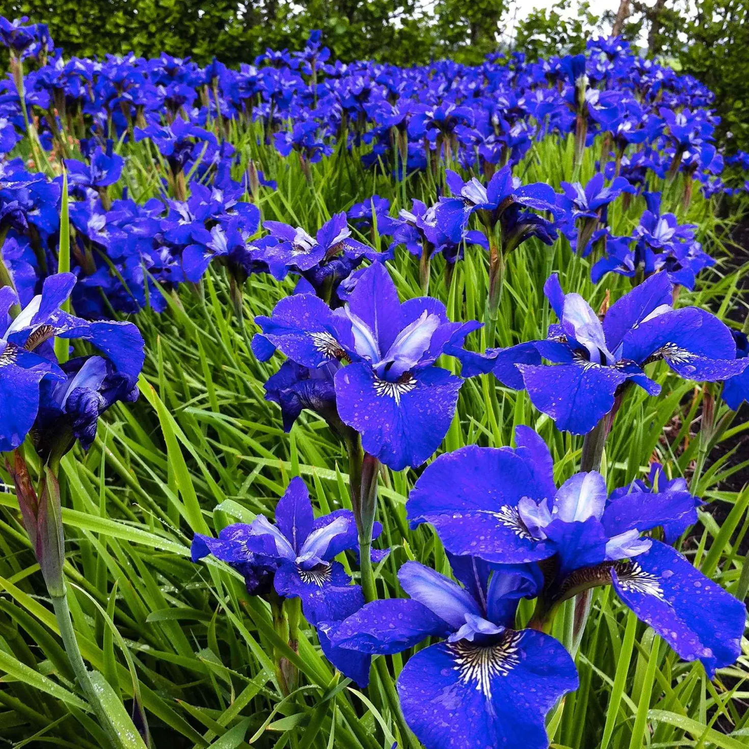 Sibirische Schwertlilie ‘Blue Bird’ (x3) - Tiefblaue Blüten ganz easy