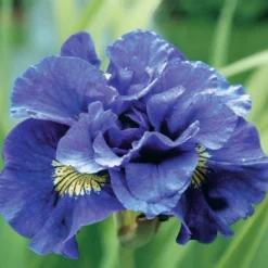 Sibirische Schwertlilie Concord Crush - Violette Blüten ganz easy