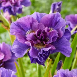 Sibirische Schwertlilie Concord Crush - Violette Blüten ganz easy