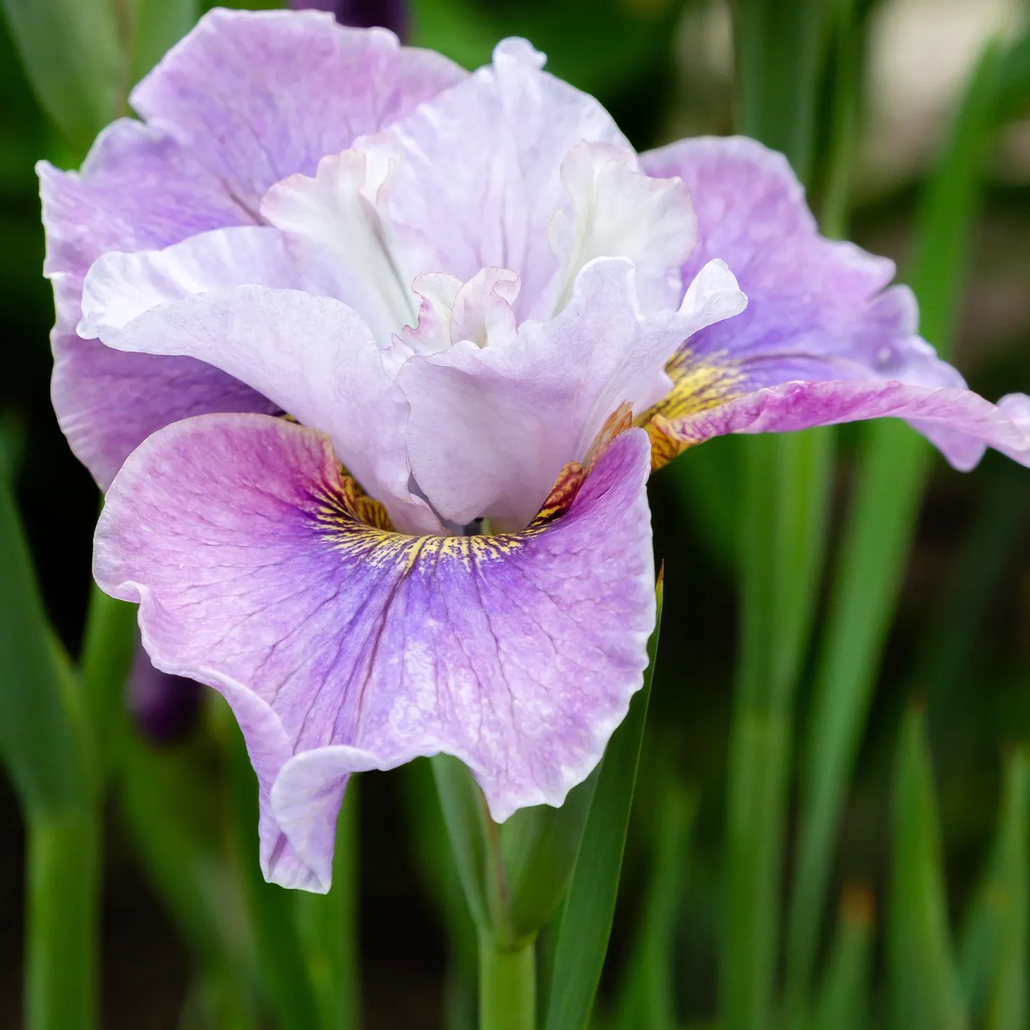 Sibirische Schwertlilie Dance Ballerina Dance - Rüschenblüten wie Tänzerinnen
